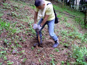 スコップを使って竹の子を掘っています